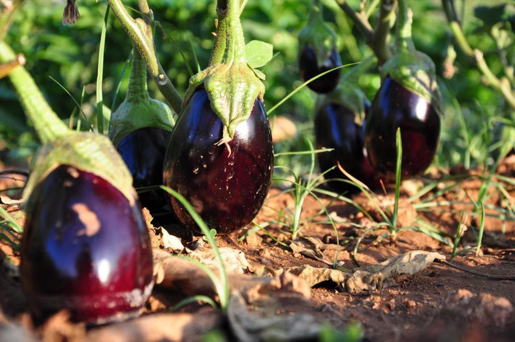 Agriturismo Terra Rossa Отранто Екстериор снимка